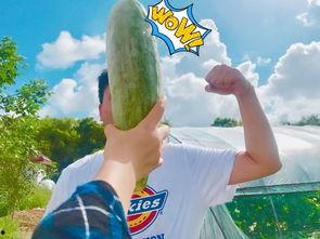 网红免费吃瓜群,揭秘网红圈内的神秘社交圈  第2张